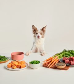 Ollie’s Vet-Formulated Meal Delivery Service Is the Closest I Can Get to Feeding My Dog Michelin Star Food