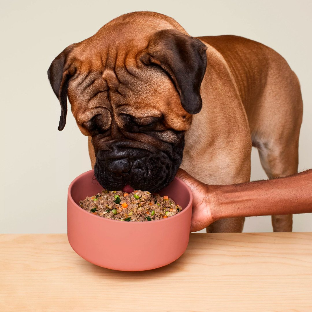 Stop Chasing Your Tail–I Tried Two of the Top Fresh Food Brands for Dogs and Only One Was Up to Snuff