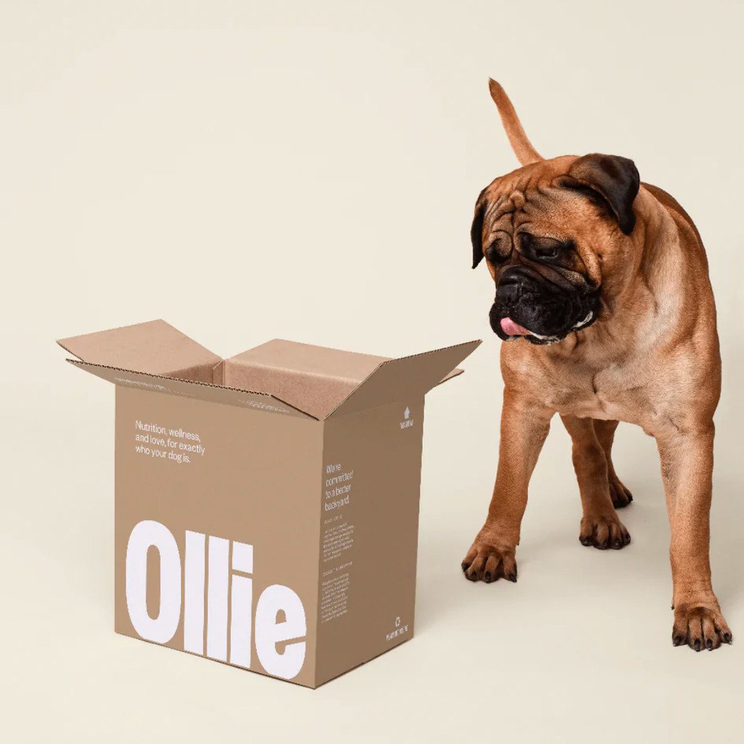 As a Four-Legged Food Snob, Ollie’s Fresh Meals Are the Only Food I’ll Wag My Tail At