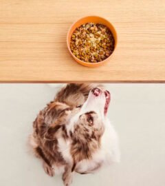 6 Months In, Was Switching to Ollie’s Fresh Meals Worth the Price?