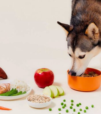 With Countless Bark-Worthy Testimonials, We’re Unleashing Why Ollie’s Fresh Meals Are the Talk of the Town